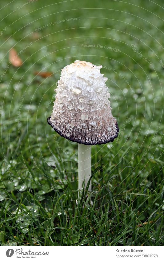 asparagus fungus in grass Mushroom mop of hair Crested Tintling asparagus mushroom ink mushroom edible mushroom Edible Coprinus Comatus Meadow Grass out Nature