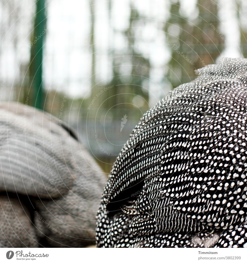 Guinea fowl - partial view guinea fowl Gamefowl Exterior shot Animal 1 Nature Shallow depth of field Deserted plumage Black White