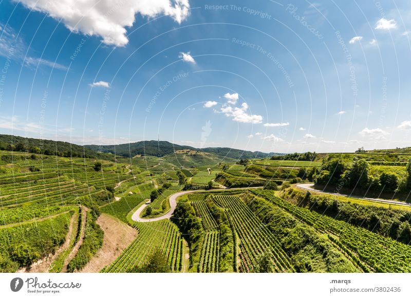 Kaiserstuhl Nature Landscape Summer Beautiful weather Relaxation Sky Vineyard Horizon Wine growing Terraced fields Field Street Hiking Tourism Vantage point