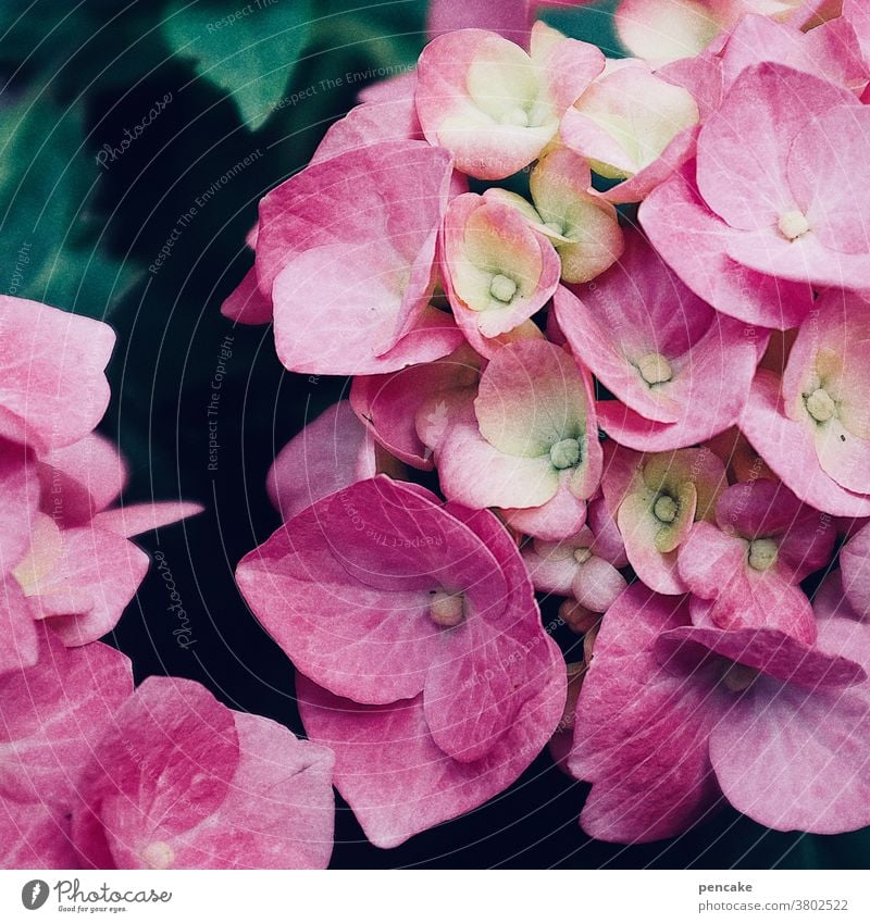 summertime Blossom shrub Ornamental plant Garden blossom pink Hydrangea Close-up Summer