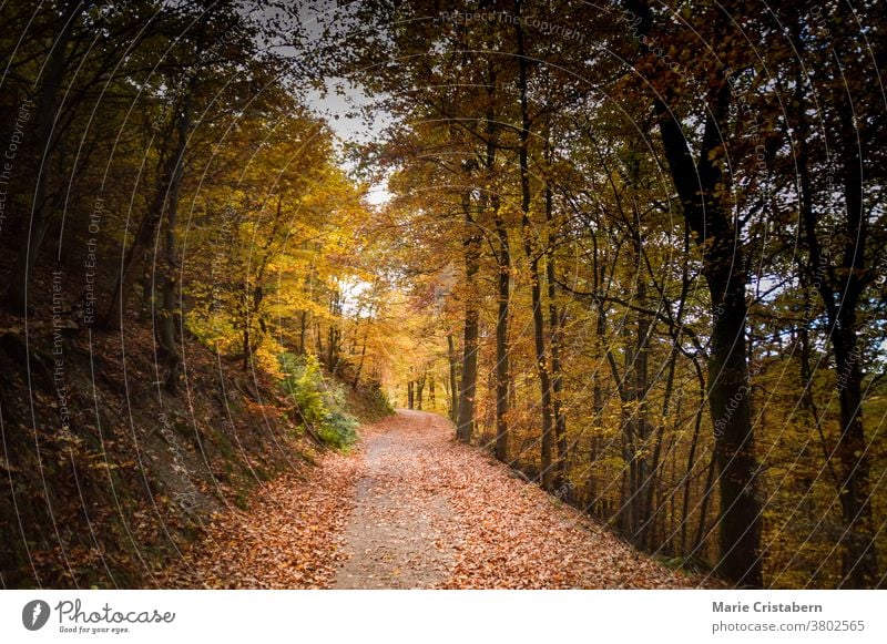 Beautiful colors of autumn in the forest Autumn colors Autumn mood Fall Season no people cinematic look cinematic mood the way forward ethereal dreamy