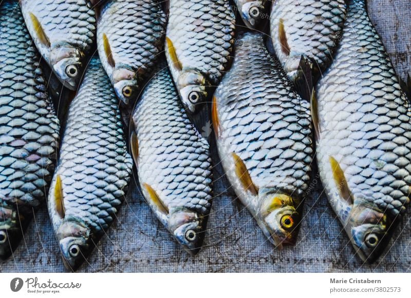 Black carps or black Chinese roach sold in Luang Prabang Morning Market in Laos black carps black chinese roach mylopharyngodon piceus