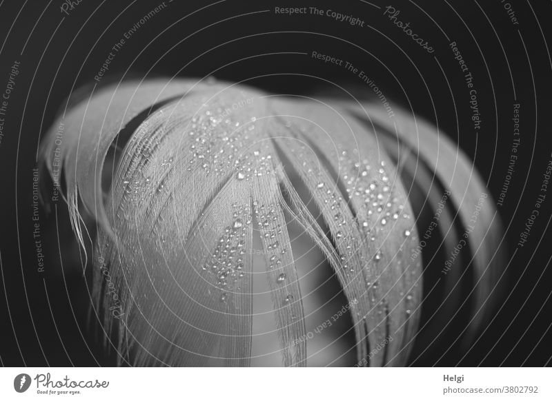 Close-up of a white feather with drops of water Feather goose feather Macro (Extreme close-up) Drop Drops of water Delicate Shallow depth of field Detail Nature