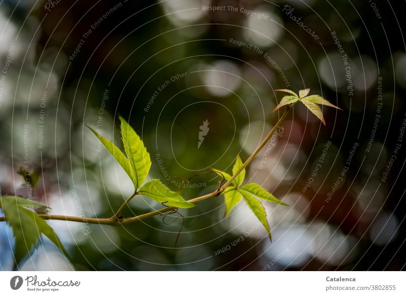 The vine of the Wild Wine stretches and stands out from the background Nature flora Plant Grapevine plants Virginia Creeper climbing plant Tendril leaves wax