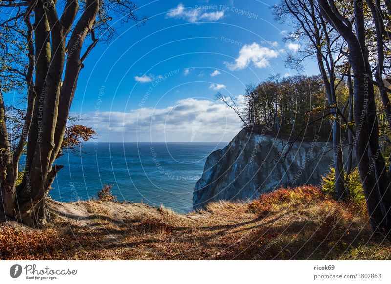 chalk cliffs on the Baltic coast on the island of Moen in Denmark Baltic Sea monk Ocean Limestone rock Mons Klint Autumn Møn Landscape Nature stones Rock Beach