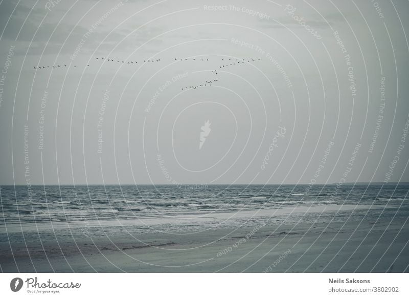 October evening at Baltic sea beach and birds flying to the south Baltic Sea Water Beach Sand Vacation & Travel Relaxation Coast Nature Tourism Sky Landscape