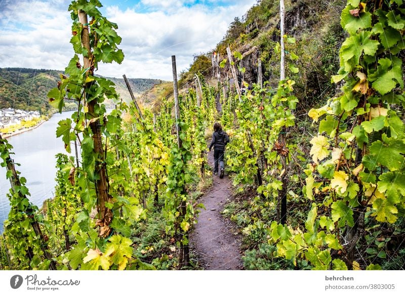 just beside it | grows wine Green Agriculture Freedom Far-off places Mountain Clouds Environment Beautiful weather Trip Tourism Vacation & Travel Hiking Nature