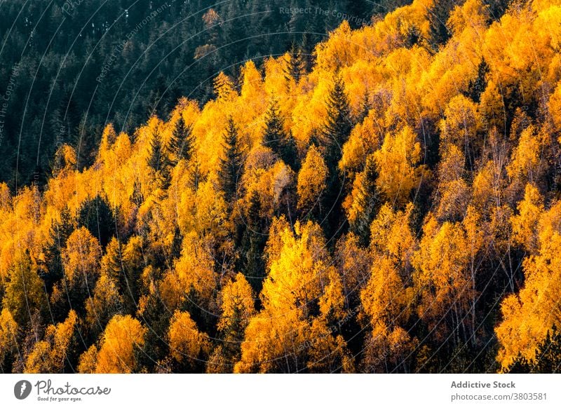 Colorful dense autumnal forest landscape colorful tree coniferous fall woods woodland season nature foliage environment background scenic plant wild lush flora