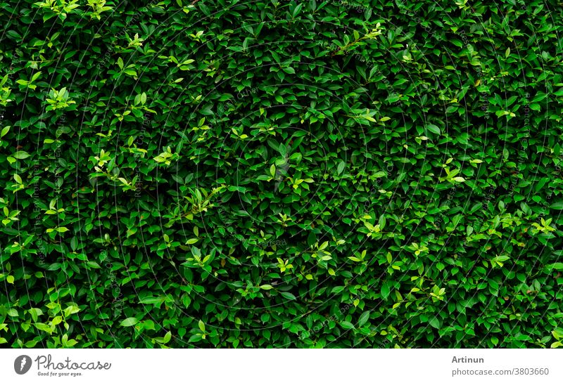 Closeup evergreen hedge plants. Small green leaves in hedge wall texture background. Eco evergreen hedge wall. Ornamental plant in backyard garden. Many leaves reduce dust in air. Natural backdrop.