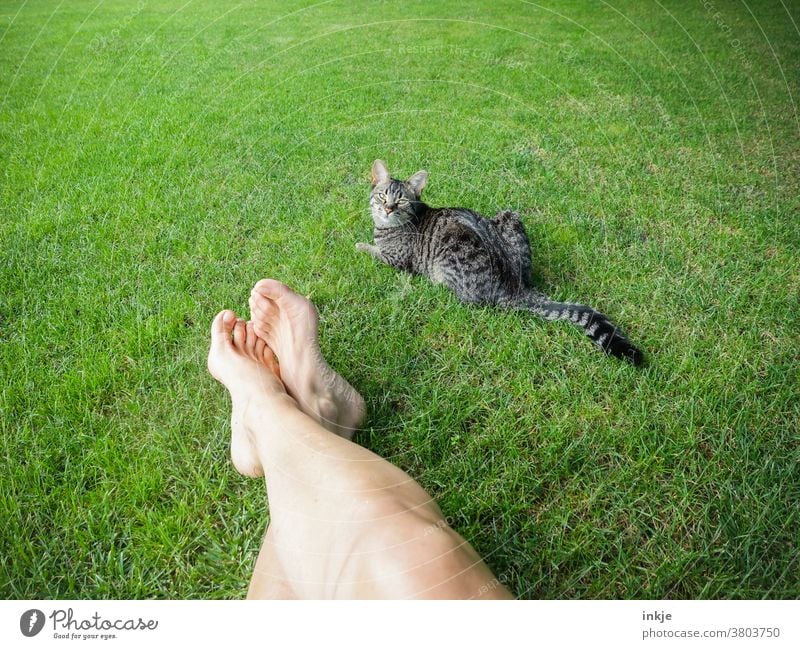 green meadow with pale legs and tigered cat Colour photo Exterior shot Meadow Lawn Garden Cat Pet Legs Women's legs Lie Summer warm Goof off lie break free time