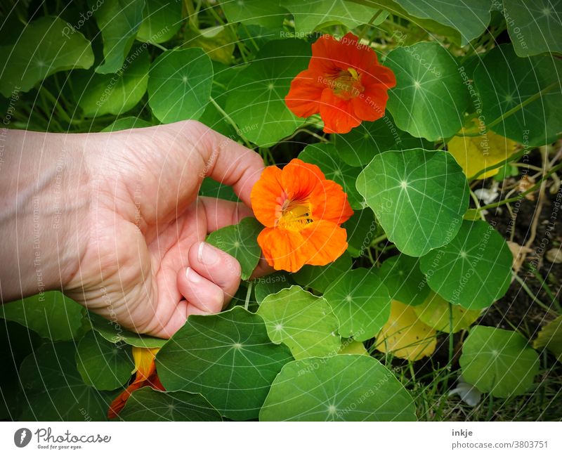 Hand plucks nasturtium blossom. The flower is orange. Colour photo Exterior shot Detail Close-up variegated Green Orange Fresh Nature Pick Harvest Nasturtium