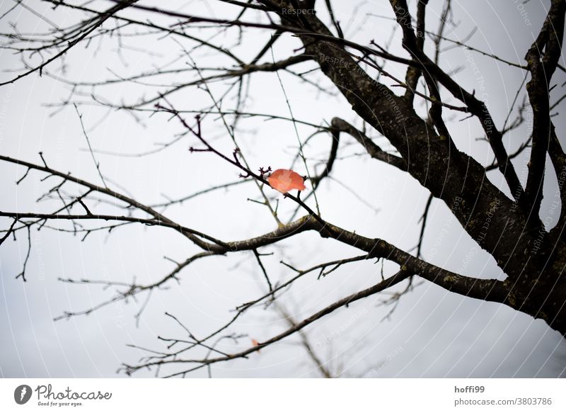 a last leaf in autumnal colouring lingers on the tree in the gloomy afternoon light Leaf Autumn Autumn leaves Autumnal weather Autumnal colours Nature Plant