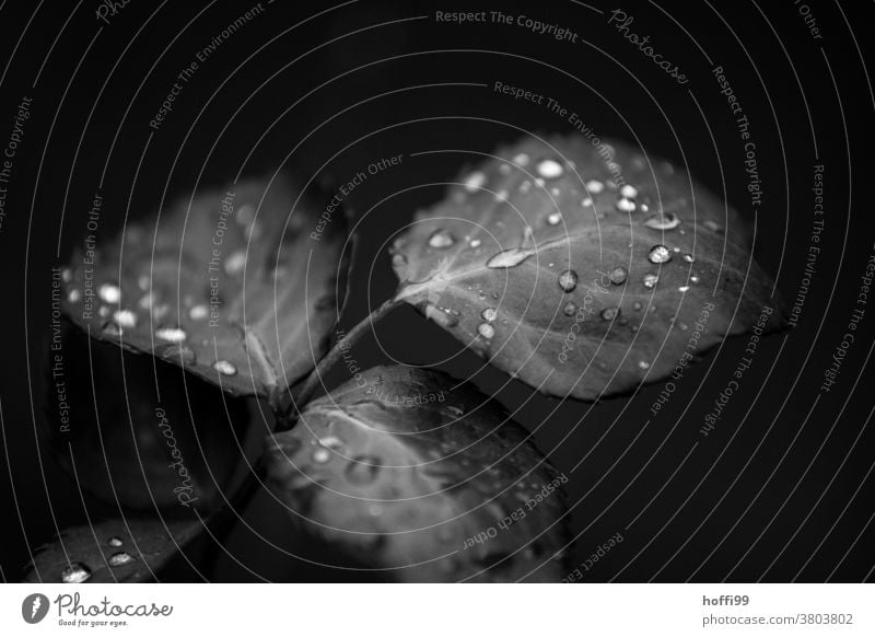 Raindrops on leaves raindrops dripping off roll off droplet droplet formation Drop Leaf Drops of water Wet Close-up Water Weather Black black background Fresh