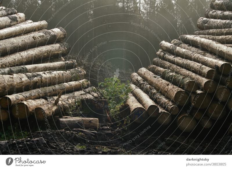 Forestry in a low mountain range in South Westphalia after damage by bark beetles, Cryphalus abietis forest Exterior shot Tree Nature Deserted Environment