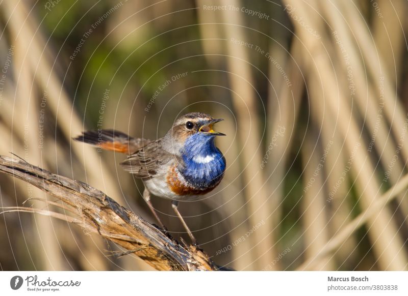 Bluethroat, Luscinia svecica, bluethroat cyanecula svecica cyanosylvia svecica Throat little man birds courtship spring Spring paint shout reed Sing Songbirds