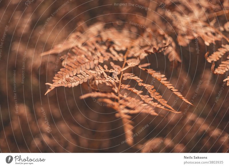 brown wizened autumn eagle fern leaves in the forest nature plant grass leaf field yellow macro sunset branch natural isolated fall season meadow background