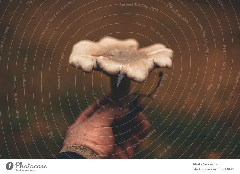 hand of the person with a mushroom clouded agaric autumn fungus nature forest brown mushrooms macro food white fungi edible plant close-up wild season cap green