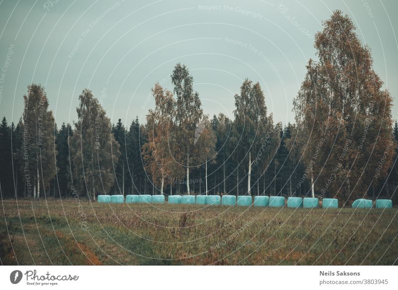 beginning of autumn in Latvian meadow with hay rolls in plastic forest trees woods october fall golden leaves Autumn leaves Nature colorful foliage orange