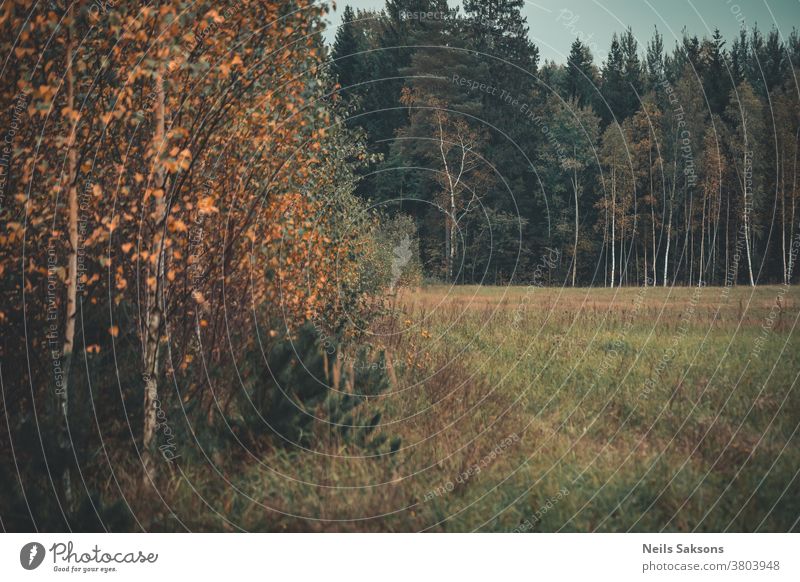 begining of autumn in Latvian forest trees woods meadow october fall golden leaves Autumn leaves Nature colorful foliage orange natural beautiful background