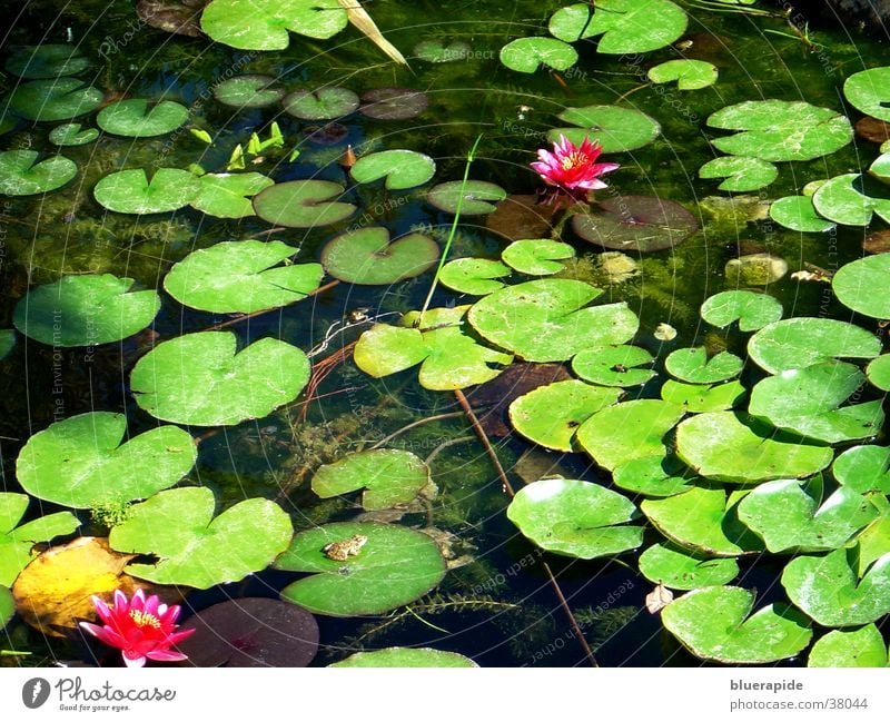 water lily pond Rose Water lily Leaf Pond Light Green Goldfish Pink Blossom Flower Wet Surface Moody Glittering Exposure Frog