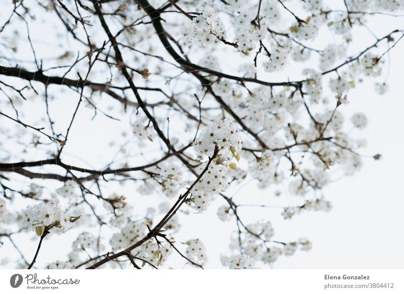 branch with white flowers tree in spring White flowers Branch Almond Tree Spring Soft light background young detail orchard springtime cherry beauty sky nature