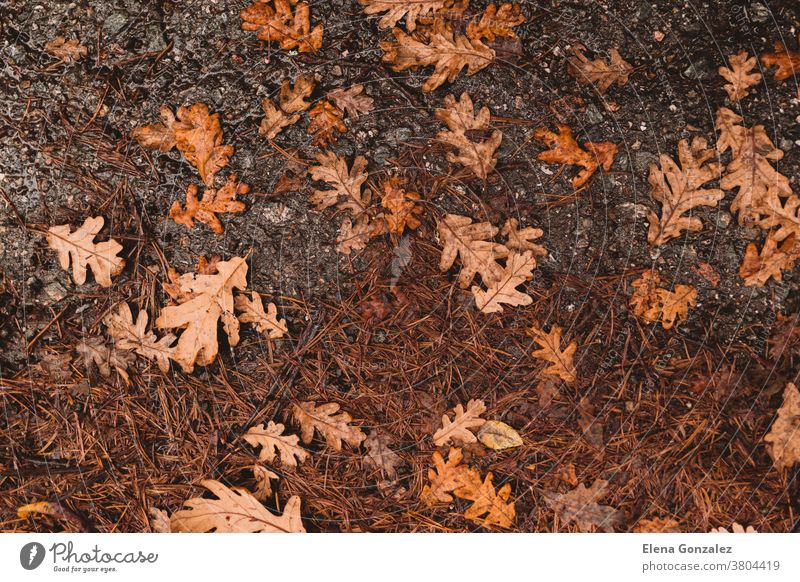 Autumn background. Dry orange foliage lying on asphalt. Fallen oak leaves on road. Autumnal concept. colorful backgrounds colors path environment abstract