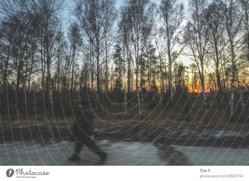 A policeman walks along the street in the sunset. Through the birches you can see the last rays of the sun. Ukraine Chernobyl Birch wood Sunlight Autumn Day