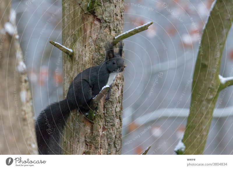 European brown squirrel sitting at a branch Background Sciurus vulgaris animal branches copy space cuddly cuddly soft cute european squirrel forest fur