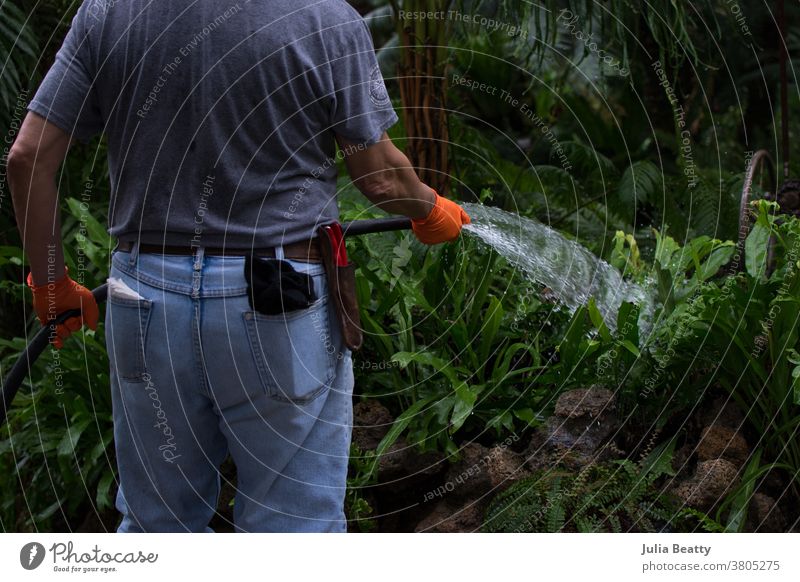 Gardener wearing orange gloves watering ferns and plants at botanical garden ardening gardener working worker nature agriculture safety hose garden hose nourish