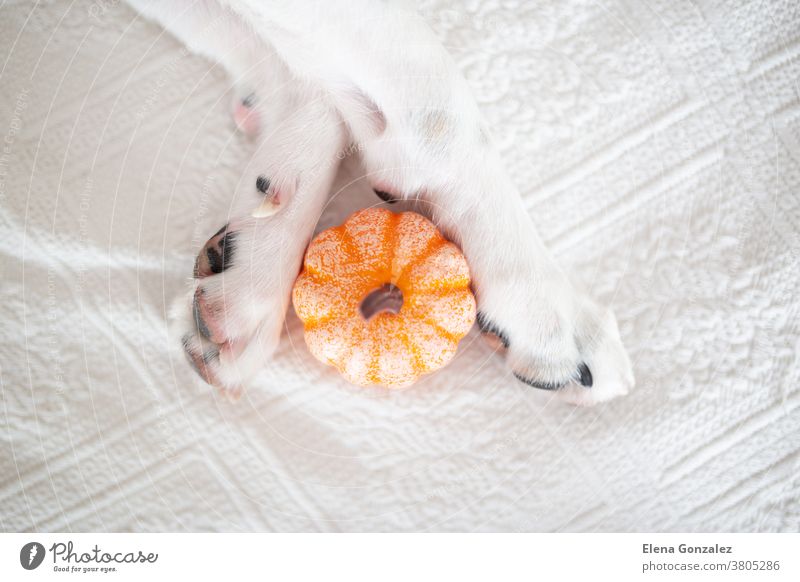 White dog paws with a pumpkin. Trick or treat. Celebrating Halloween concept doggy halloween halloween pumpkin labrador puppy retriever scared fear laying