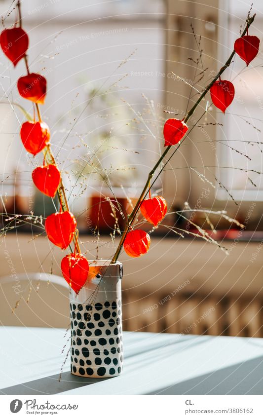 lantern flower Chinese lantern flower Physalis Blossom Flower Cape gooseberry Plant Decoration Orange Autumn Vase Table at home Blossoming Flat (apartment)