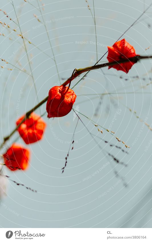 lantern flower Chinese lantern flower Physalis Blossom Flower Cape gooseberry Plant Decoration Orange Autumn Close-up Detail Shallow depth of field Colour photo