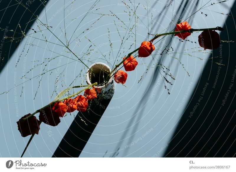 lantern flower Chinese lantern flower Physalis Blossom Vase Cape gooseberry Table Plant Decoration Orange Flower Autumn at home Close-up Detail