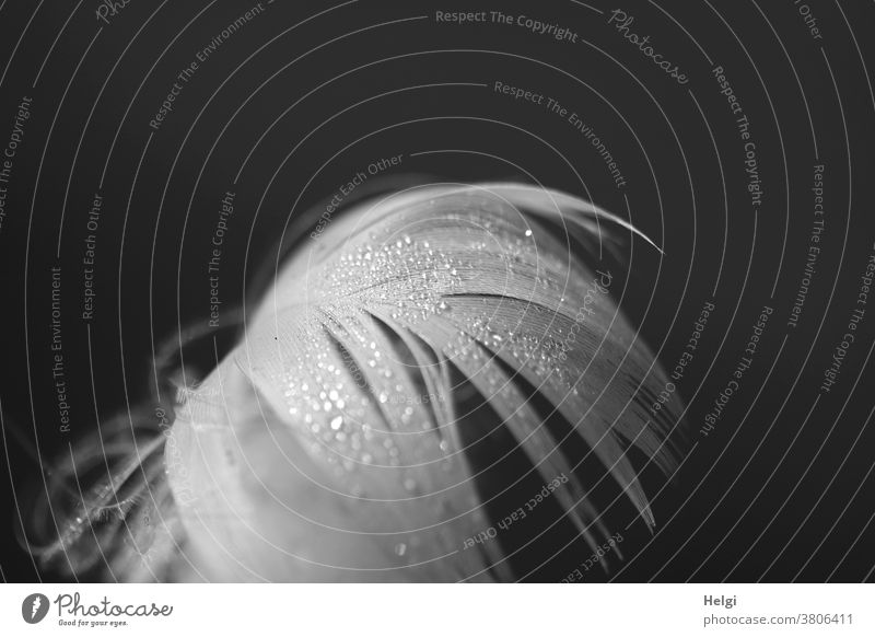 light as a feather - white feather covered with dew drops against a black background Feather goose feather Drop Delicate Macro (Extreme close-up) White Gray