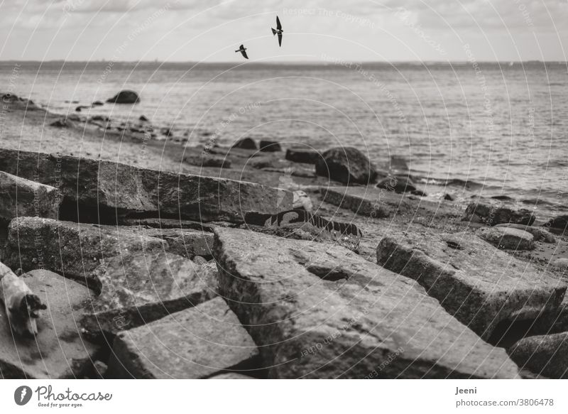 On the beach lie broken concrete slabs and the swallows fly in the air Ocean Baltic Sea coast Concrete stones Water Beach Boulders Swallow Rock Brodtener Ufer