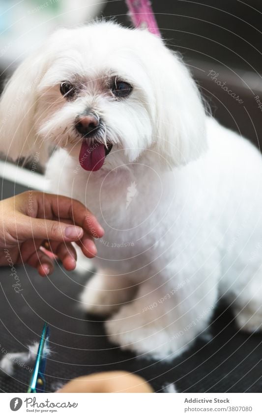 Adorable Maltese dog near crop hairdresser with scissors in salon maltese tongue out beauty fluffy canine pet rest grooming table professional obedient animal