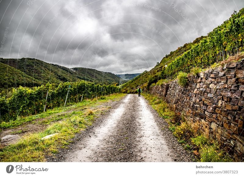 leave afar Autumnal Rhineland-Palatinate River bank Seasons Mountain Mosel (wine-growing area) Moselle valley Hunsrück Infancy Vineyard tranquillity Idyll