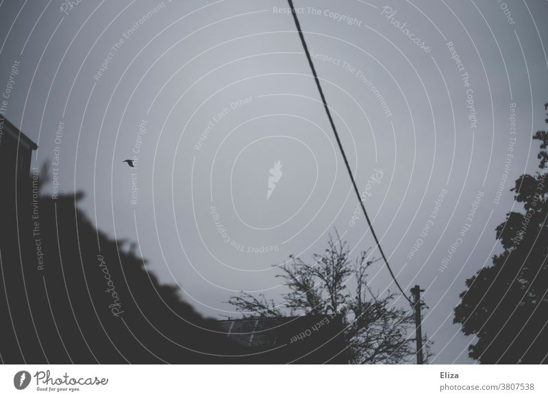 Grey sky, power lines and a flying bird. Sky Bird trees Dark Gray grey sky Flying Residential area