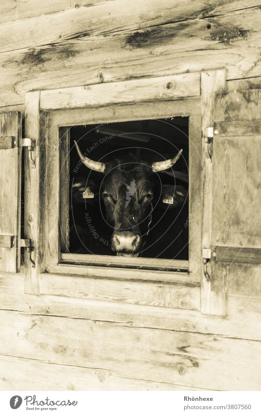 A cow looks out of her barn Cow Animal Colour photo Farm animal Deserted Animal portrait Day Looking Agriculture Cattle breeding Dairy cow Organic farming