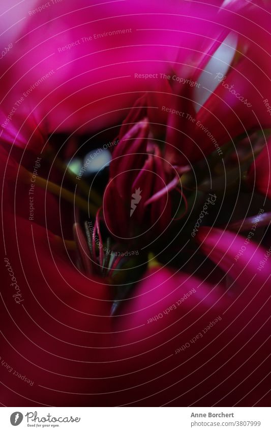 pink flower close up macro photography Blossom Macro (Extreme close-up) Flower Close-up Moody mood Love Red Valentine's Day Detail Pink pretty Esthetic