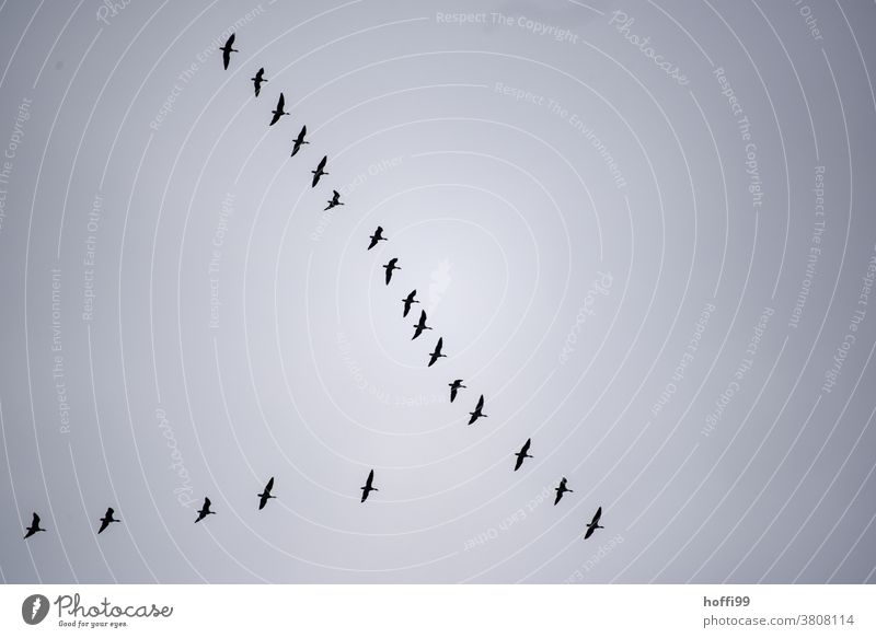 Crane formation in the sky Cranes in the sky Wild animal Formation flying Bird Flying Migratory bird Autumn Flock Flock of birds Group of animals Fog