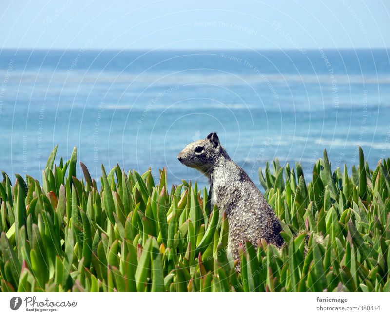 Mr. Squirrel Ocean Environment Nature Horizon Coast Wild animal Blue Gray Green Serene Tourism La Jolla California Watchfulness Listening Love of animals