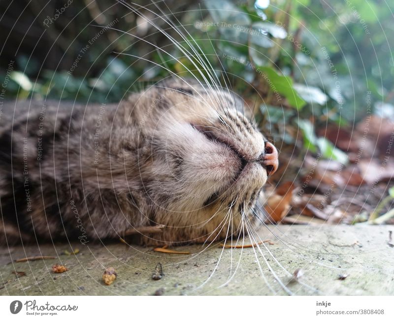 Chin of a lying cat Colour photo Close-up Worm's-eye view Cat Animal Pet Whiskers out Lie unusual autumn Snout Under on the ground Animal portrait Day Deserted