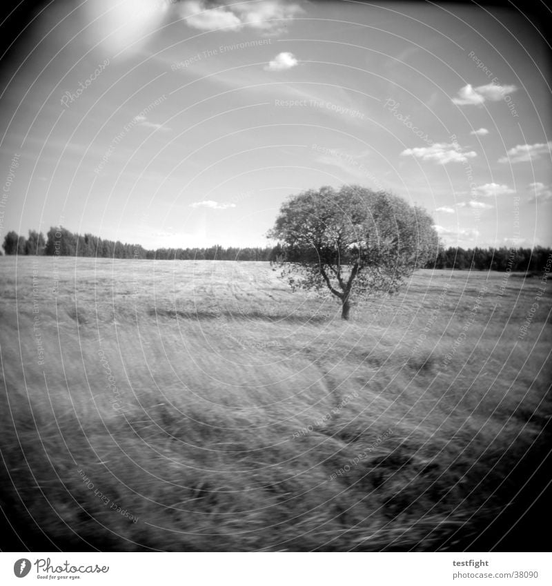 holga lo-fi Holga Black White Tree Portugal Black & white photo Americas Landscape Nature