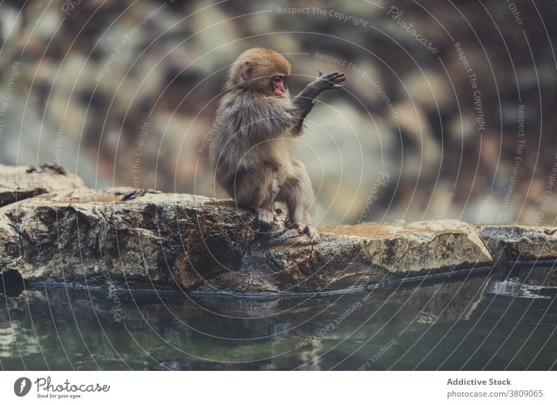 Japanese monkey sitting on stone near pond japanese macaque snow monkey clean fur lake wild animal jigokudani monkey park yamanouchi mammal fauna creature