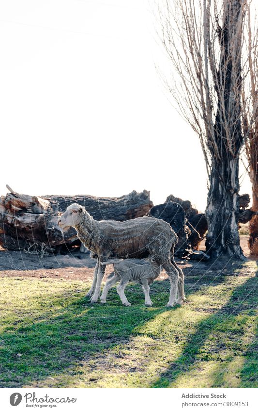 Herd of sheep in enclosure in countryside herd flock fence animal domestic village farm livestock daytime rural summer peaceful calm creature stand breed