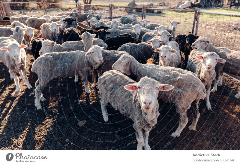 Herd of sheep in enclosure in countryside herd flock fence animal domestic village farm livestock daytime rural summer peaceful calm creature stand breed