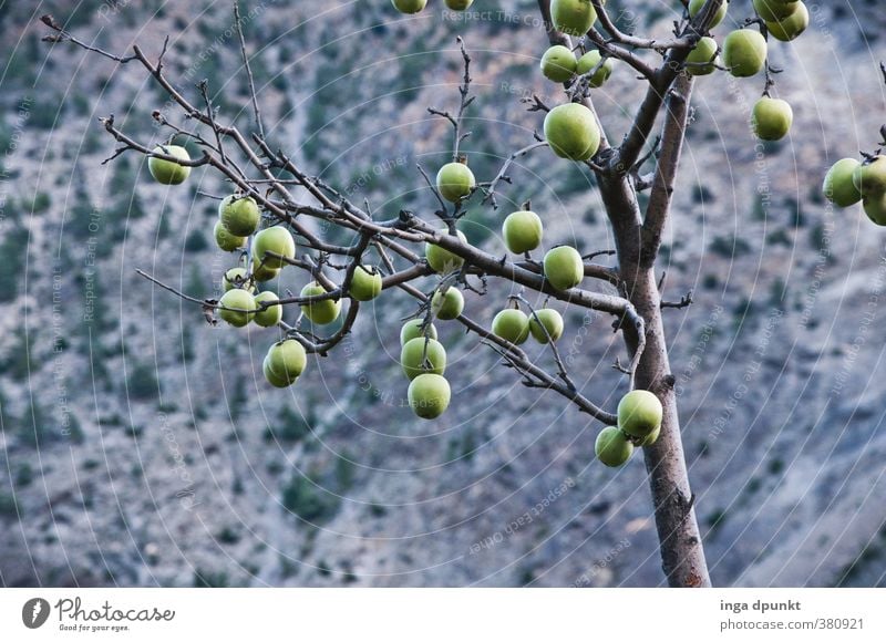 harvest time Environment Nature Landscape Plant Autumn Tree Agricultural crop Apple Apple tree Fruit fruit ripeness Harvest Agriculture Dark Natural Calm