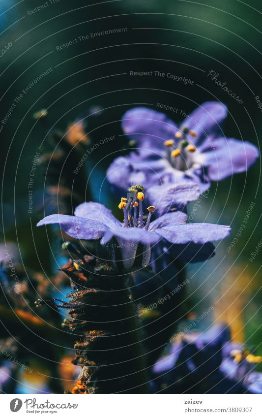 Close-up of the erected stamens of a purple flower of polemonium caeruleum jacob's-ladder greek valerian cup-shaped lavender-coloured lilac boreal