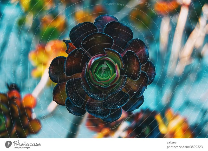 Close-up of a garnet rosette of aeonium arboreum atropurpurea tree aeonium tree houseleek irish rose crassulaceae subshrubs succulent fleshy leaf leaves petals